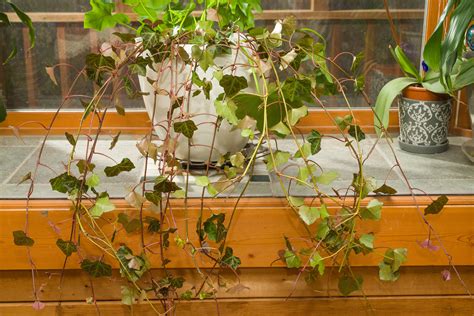 How to Care for Indoor Ivy | Hunker | Indoor ivy, Best indoor hanging plants, Hanging plants indoor