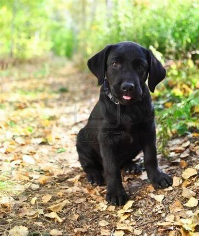 Labrador Retriever Puppy Puppies Dogs Cutest Dog