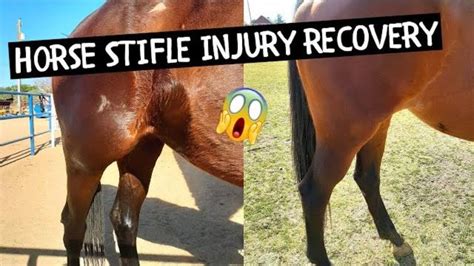 Equine Stifle Injury Recovery Also Pregnancy And Riding Updates Youtube