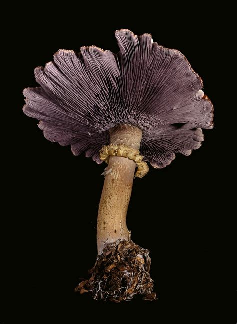 Wine Cap Mushroom Smithsonian Photo Contest Smithsonian Magazine