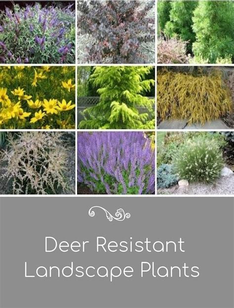 A Guide To Northeastern Gardening Deer Resistant Plants In The Landscape