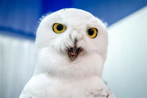 Cute Snowy Owls With Blue Eyes