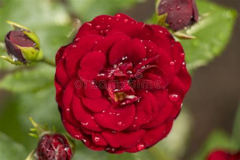 A Flower Of A Garden Dark Red Rose With Raindrops Close Up Stock Photo