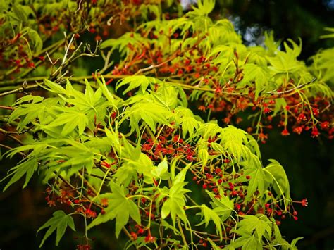 Japanese Maple Blooming Tree Free Image Download