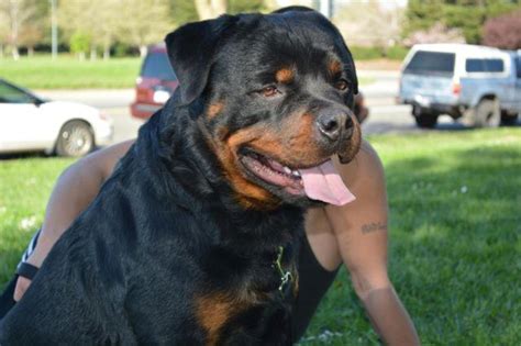 A typical rottweiler puppy will grow to: Beautiful Female AKC Rottweiler Puppy! for Sale in ...