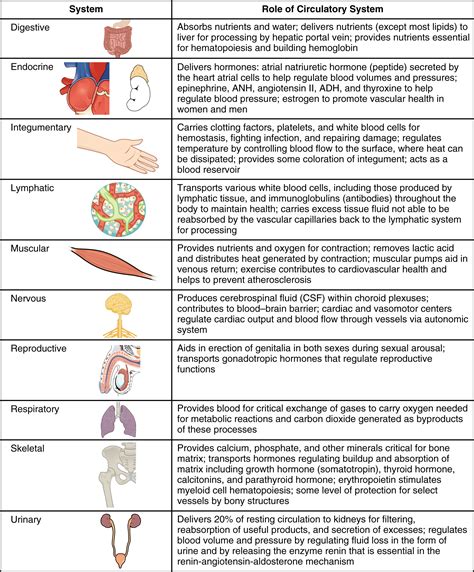 Circulatory System Organs And Functions