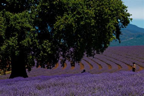 Best Time To See Lavender Season In Tasmania 2024 Roveme