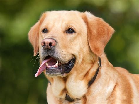 Razas De Perros Labrador Retriever Caracteristicas Y Caracter Dogalize