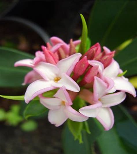 10 Best Fragrant Flowers To Scent Your Spring Garden ~