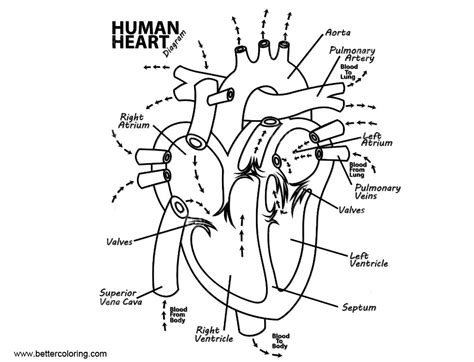 Printable Heart Anatomy Coloring Pages