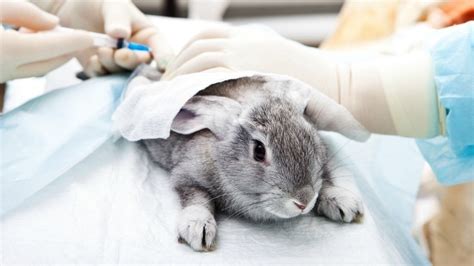 Petition · Stop Testing On Animals For Unnecessary Purposes ·