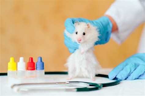 Hamster Diseases Their Symptoms And Prevention
