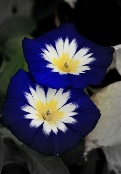 25 Most Beautiful Blue Flowers Diy Flowers