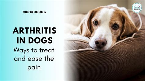 Arthritis In Dogs Ways To Treat And Ease Pain