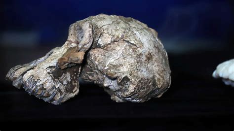 The Finding Of The Oldest Human Skull Changes Evolution Science
