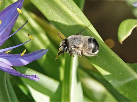 Common Digger Bees From Nanaimo Bc Canada On April 26 2021 At 0103