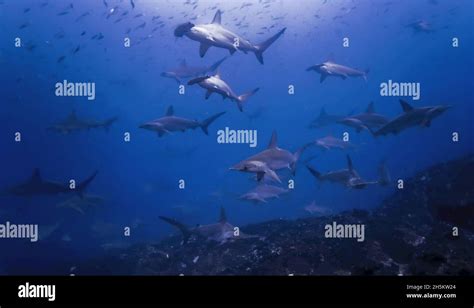 Hammerhead Shark Schooling Off A Seamount Stock Photo Alamy