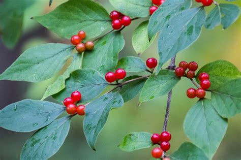 Amur Honeysuckle Berries