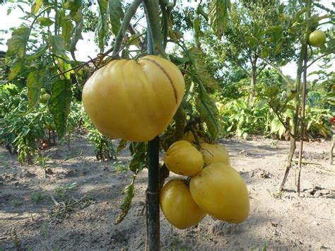 Yellow Oxheart Tomato Seeds Heirloom Organic Tims Tomatoes