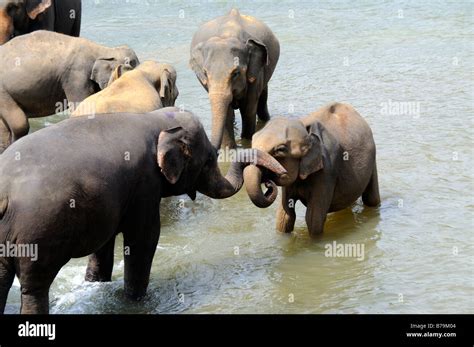 Elephants Touching Trunks Stock Photo Alamy