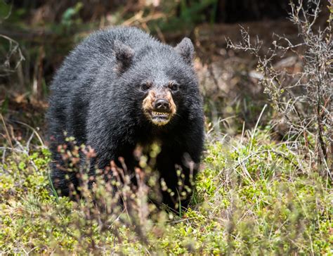 Large Black Bear Spotted Near Several Hudson Valley Homes