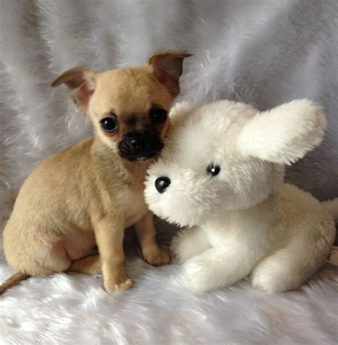 Tiny Kc Reg Fawn Chihuahua Boy Puppyready Now Maldon Essex