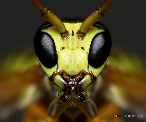 Macro Photos Capture The Stunning Symmetry And Beauty Of Insects