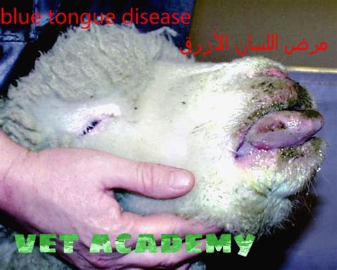 مرض اللسان الازرق Blue Tongue Disease