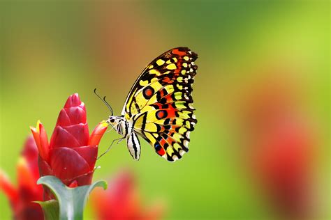 Check out this fantastic collection of abstract butterflies desktop wallpapers, with 63 abstract butterflies desktop background images for your a collection of the top 63 abstract butterflies desktop wallpapers and backgrounds available for download for free. Wallpaper butterfly, flowers, 4k, Animals #14986