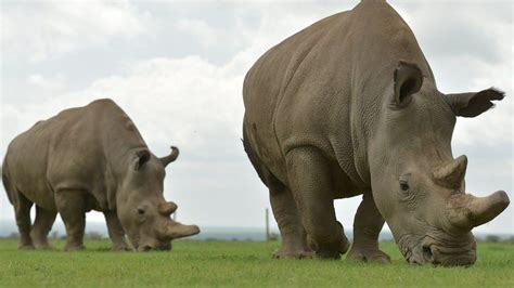 Northern White Rhinos The Audacious Plan That Could Save A Species