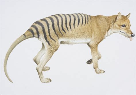 11 Recently Extinct Animals Photographs Techno World