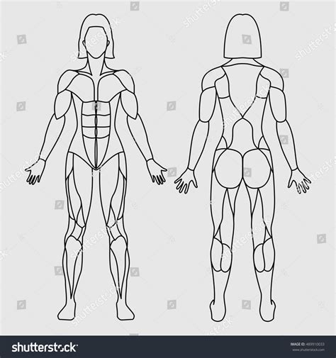 Anatomy Of Female Muscular System On A White Royalty Free Stock