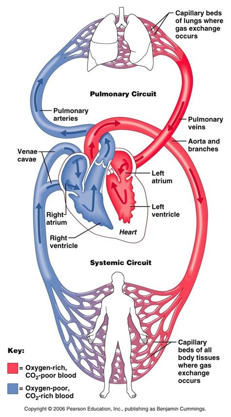 Blood Vessels Diagram Quizlet