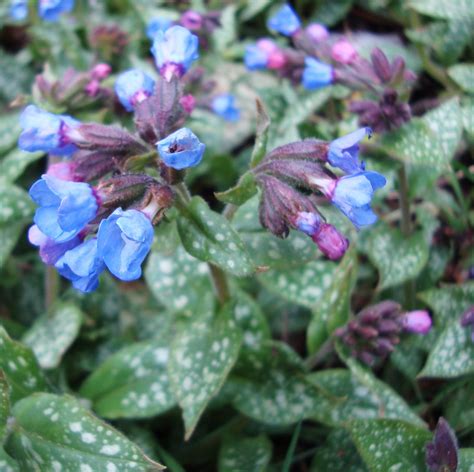 Buy pulmonaria (lungwort) ✅ (bulbs, seeds and tubers) from holland online. Lungwort Flower Essence - Flower Essences | Flower ...