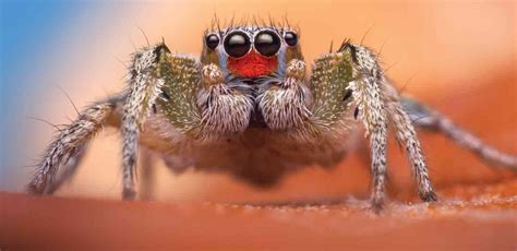How Jumping Spiders Senses Capture A World Beyond Our Perception