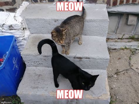 Meow Meow Imgflip