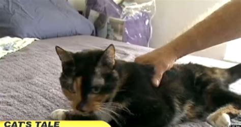 Holly Lost Cat Travels 190 Miles Home To Owners Huffpost