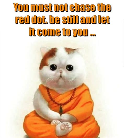 Zen And The Dot Lolcats Lol Cat Memes Funny Cats Funny Cat