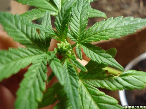 I remember the first time i planted marijuana, my best indicator of a healthy plant was its vertical growth. How To Remove Male Plant Pollen - Sex Love Porn