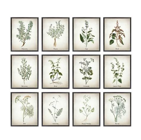 Herb Printable Set Of 12 Vintage Herbal Illustrations Etsy Herb
