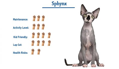 Sphynx Cat Breed Everything You Need To Know At A Glance
