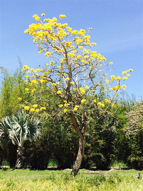 Tabebuia caraiba, Yellow Trumpet Tree, Tabebuia argentea, Silver Trumpet Tree, Tabebuia aurea ...