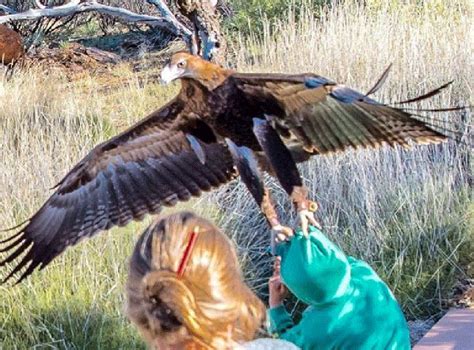 Eagle Attacks Young Boy During Birds Of Prey Show In Australia The