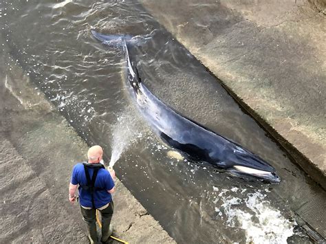 Why Do Whales Swim Up The Thames The Independent