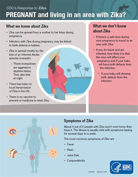 zika and pregnancy healthy start of southwest florida