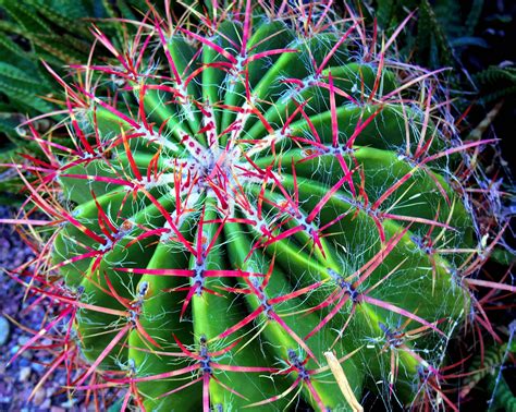 Sonoran Desert Cactus Desert Cactus Cactus Sonoran Desert