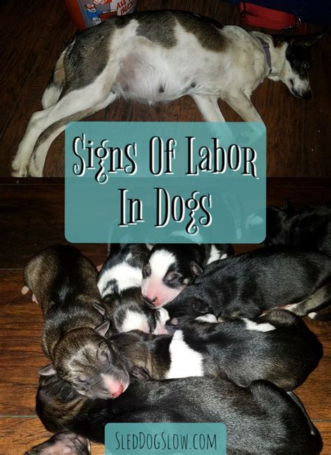 Abdominal pain associated with pregnancy and cervical dilatation is the start of labor. Signs Of Labor In Dogs - Sled Dog Slow | Pregnant dog, Dog ...