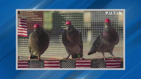 Pigeons With Hats Are Back In Las Vegas This Time With Maga Flare Ksnv