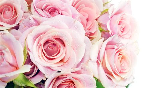 Pretty Pink Roses Wallpaper Pink Color Photo 34590764 Fanpop
