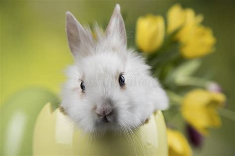 Rabbit Bunny And Easter Egg Stock Photo Image Of Symbol Pets 218706666